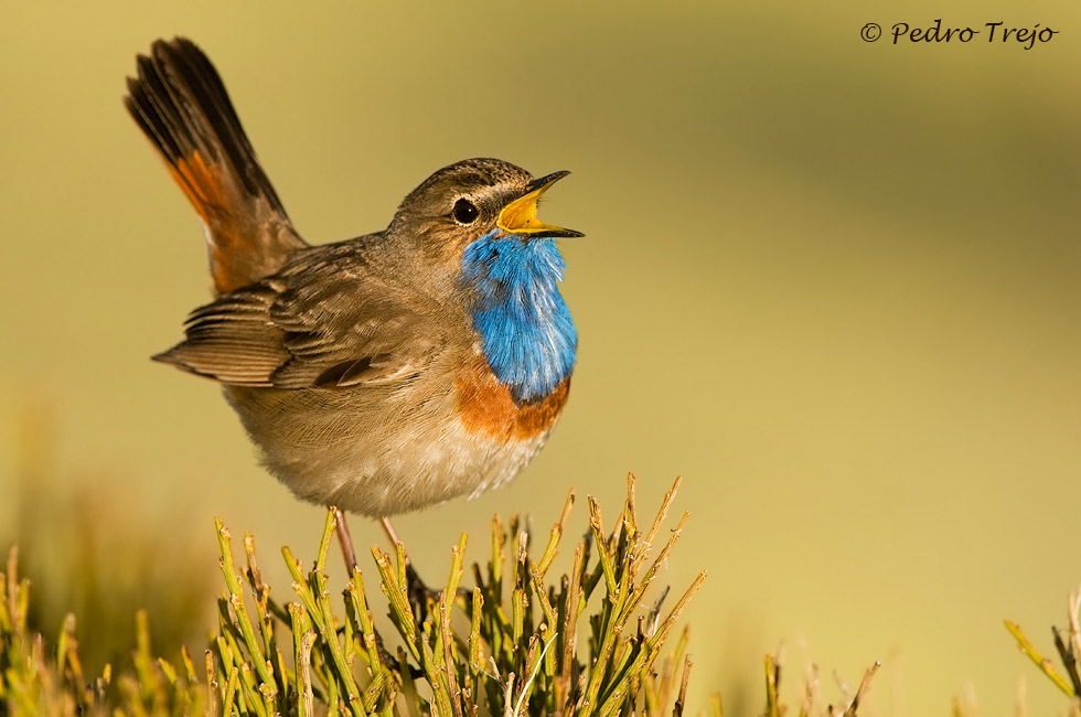 Pechiazul (Luscinia svecica)